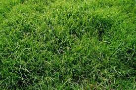 How To Grow Grass With Coffee Grounds Planting Grass Zoysia Grass Growing Grass