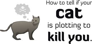 How to knoe what killded my kitten. How To Tell If Your Cat Is Plotting To Kill You The Oatmeal