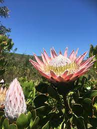 King Protea Cape Town South Africa Kaktus