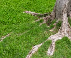 Some exposed surface roots alone isn't a serious problem, but they should be covered. Are Exposed Tree Roots A Bad Thing Get To The Root Of The Problem Davey Blog