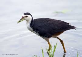 Black Water Bird With White Stripe On Head White Breasted Waterhen Amaurornis Phoenicurus Pet Birds Birds Beautiful Birds