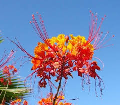 Red Bird Of Paradise Arizona Caesalpinia Pulcherrima Desert Bird Of Paradise 10 Seeds Birds Of Paradise Plant Birds Of Paradise Flower Paradise Plant