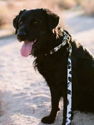 Natural Mystic Buckle Dog Collar Reflective Dog Harness Wolf Dog Breeds Embrace Pet Insurance