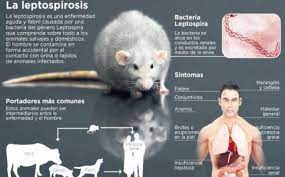 Penyakit kencing tikus atau leptospirosis yang kencing tikus turut disebarkan melalui air mani haiwan yang dijangkiti. Awas Penyakit Kencing Tikus Menyerang Halaman All Sriwijaya Post