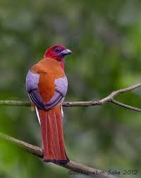 Birdwatching Timeline Photos Wild Birds Pet Birds Bird