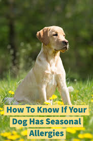 We did not find results for: How To Know If Your Dog Has Seasonal Allergies And How To Treat Them Natural Pet Care Puppy Health Dog Sneezing