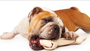 Check spelling or type a new query. Funny Bulldog Struggles To Get Huge Bone Through The Doggy Door Abc30 Fresno