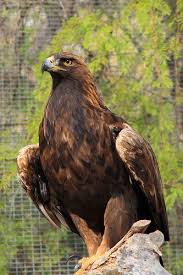 Golden Eagle Birds Of Prey Pet Birds Eagle Pictures