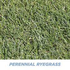 Learn how to plant and grow grass seed, including when to plant grass grass seed for turf & lawns. Pennington Smart Seed Perennial Ryegrass Grass Seed 3 Lbs At Menards