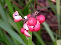 Image result for Eriocoelum lawtonii