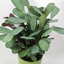 Image result for Ktenante Ctenanthe