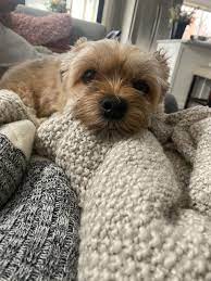 She is a precious puppy who is well socialized, lovable and full of spunk. Looking For Havanese Breeders In Texas Or Puppies In Texas