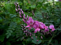 Image result for Indigofera wentzeliana