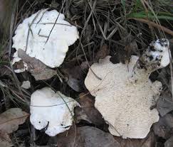 Image result for Dentinum repandum