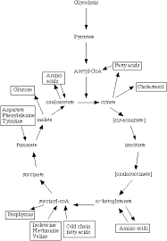 Metabolic Pathway Wikipedia