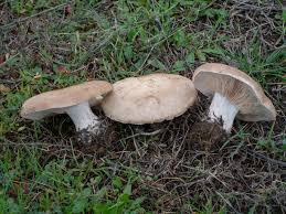 Image result for Clitocybe multiceps