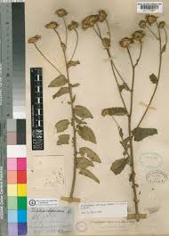Image result for Anisopappus chinensis