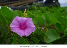 Image result for Ipomoea tuberculata