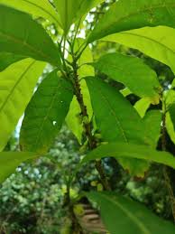 Image result for Pouteria altissima