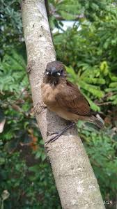 1.burung pipit raya 2.burung pipit rumah 3.burung pipit kepala hitam 4.burung pipit kepala putih dari wikipedia bahasa melayu, ensiklopedia bebas. Anak Burung Pipit Yang Tersesat Photography Steemit