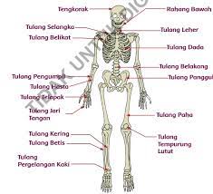 Assalamualaikum.wr.wb salam hangat buat semuanya. Rangkuman Tematik Kelas 5 Tema 1 Subtema 2 Organ Gerak Gewan Dan Manusia Kumpulan Soal Tematik Sd