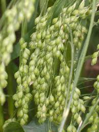 Image result for Panicum miliaceum