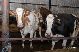 Pe okazii.ro cumperi online produse cu reducere si livrare gratuita din stoc. Rasele De Vaci De Lapte RÄƒspandite In Republica Moldova