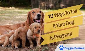 Dogs are dogs a pregnant woman knows she is pregnant but your dog may not until is late exoecially the first pregnacy. 10 Ways To Tell If Your Dog Is Pregnant