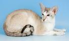 Oriental Cat Breed Information, Pictures, Characteristics ...
