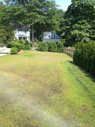 Not all guinea pigs grow long hair, if she is one of these she will never grow long hair. Hydro Seed Troubleshooting Tips From Always Green In Rhode Island