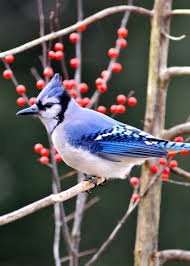 Groups of blue jays often attack intruders and predators. Hinterland Who S Who Blue Jay
