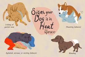 If you're wondering, does my dog have cancer? this might be a scary time for you. The 7 Ways To Know That Your Dog Is In Heat