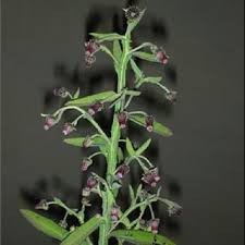 Image result for Marsdenia exellii