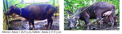 the female anoa at anoa breeding centre download scientific diagram the female anoa at anoa breeding centre