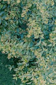 Cestrum nocturnum's tubular flowers are tiny, but at. 11 Fragrant Night Blooming Flowers Best Flowers That Only Bloom At Night