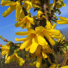 Find out what will happen if you prune your forsythia into little shapes! Forsythia Intermedia Spectabilis Kaufen Wunderbar Gelb
