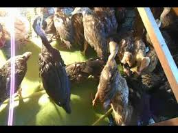 Anak ayam belanda kuat makan dan sihat baka baik dan pelbagai warna rm20/ seekor. Anak Ayam Belanda Piru Turkey Makan Daun Pisang Youtube