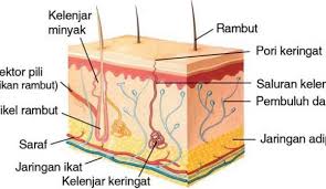 Faktor yg mempengaruhi pengeluaran keringat. Pengertian Kulit Lapisan Kulit Fungsi Kulit Dan Kelainan Pada Kulit Sistem Ekskresi Pada Manusia