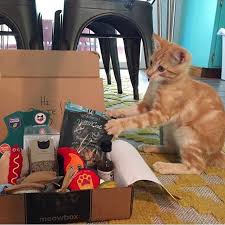Real dog box monthly subscription box contains 100% animal protein treats and chews only. Meowbox A Monthly Cat Subscription Box Filled With Fun Unique Toys And Goodies