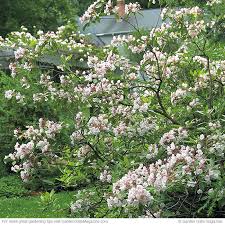 Mountain laurel, (kalmia latifolia), flowering evergreen shrub of the heath family, occurring in most mountainous regions of eastern north america. Mountain Laurel Garden Gate