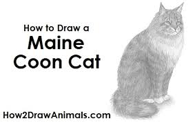 Let us draw your pet. How To Draw A Maine Coon Cat