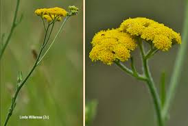 Image result for Nidorella resedifolia