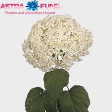 We did not find results for: Hydrangea Catalogue Photos Description