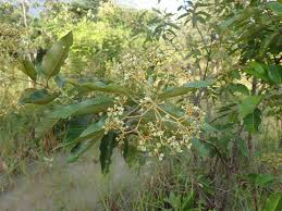 Image result for Harungana madagascariensis