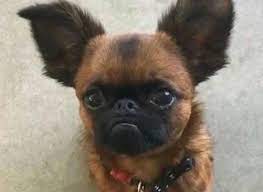 When You Have A Pug Chihuahua And Gremlin All In One Chihuahua Memes Animal Memes Pug Memes