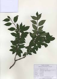 Image result for Rhamnus staddo