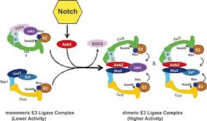 What's the difference between a usb 2.0 cable and usb 3.0 cable? Notch Induced Asb2 Expression Promotes Protein Ubiquitination By Forming Non Canonical E3 Ligase Complexes Cell Research