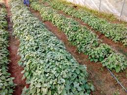 If you're not using black plastic, mulch the vines two weeks after planting to smother weeds, conserve moisture, and keep the soil loose for root. Growing Sweet Potato Slips For Sale Or Production