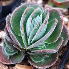 Image result for Glyphaea tomentosa