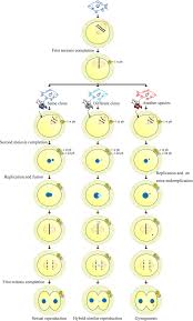 Schematic Diagram Of Normal Meiosis Completion And Various Sperm Download Scientific Diagram